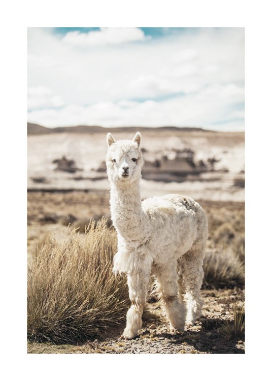 Curious Alpaca Poster