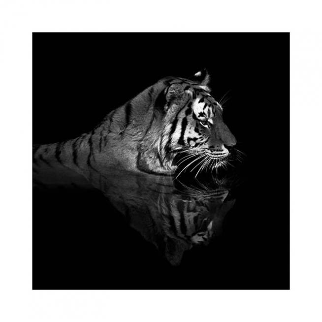 Tiger in Water Affiche