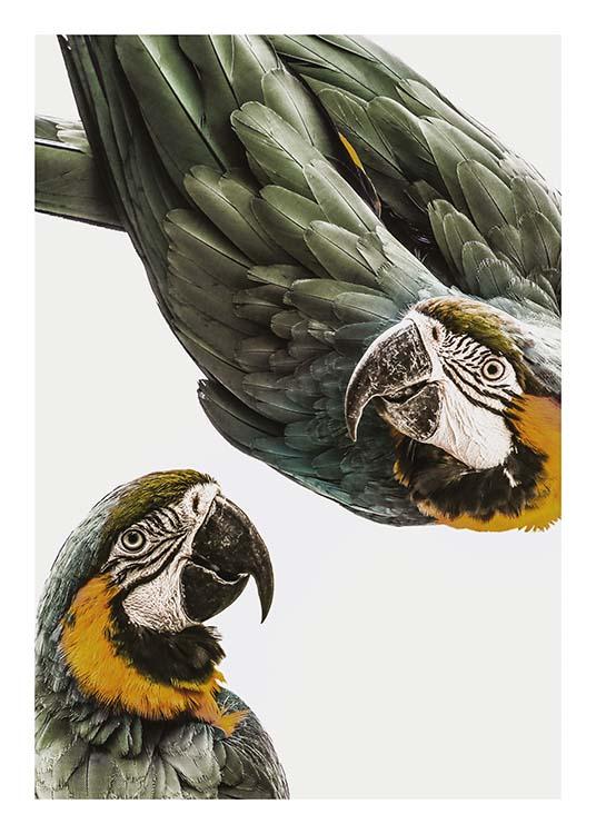 Parrots Poster