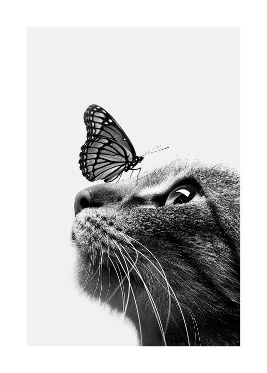 Butterfly Cat Affiche
