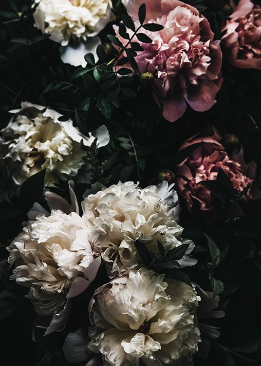 White and Pink Peonies Affiche / Photographie chez Desenio AB (11783)
