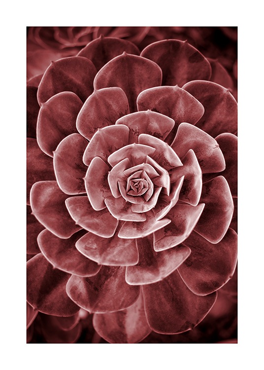 Red Succulent No2 Affiche