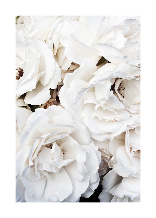  – Photographie d’un bouquet de grandes roses blanches