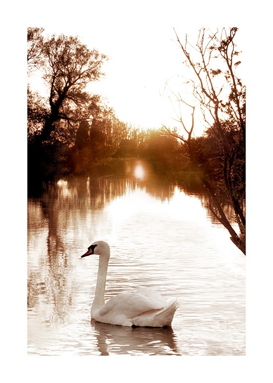Swan on River Poster