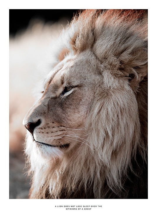 African Lion Poster