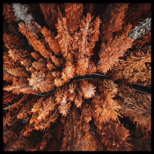 Autumn Colors Poster / Naturmotive bei Desenio AB (11875)