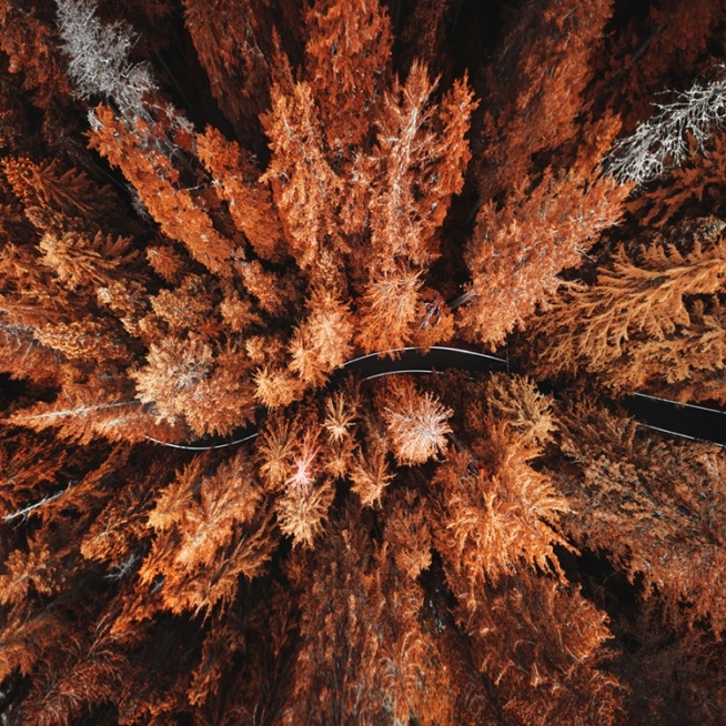 Autumn Colors Poster / Naturmotive bei Desenio AB (11875)