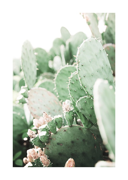 Prickly Pear Cactus Affiche