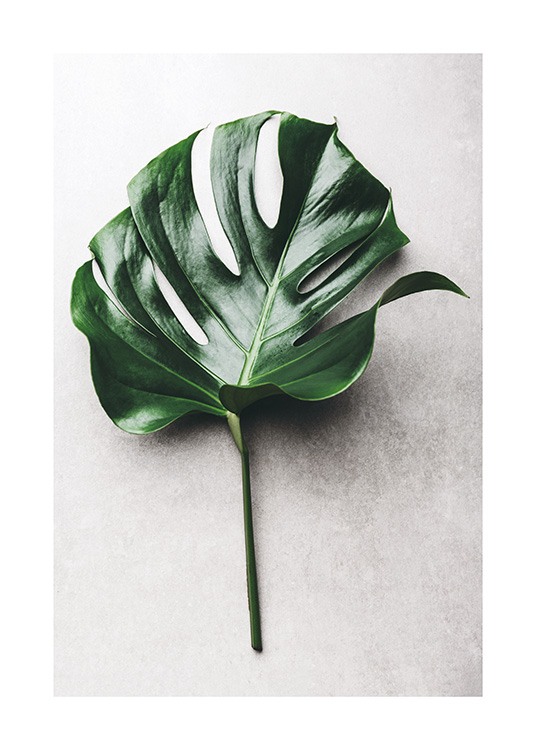 Green Monstera Leaf No1 Affiche