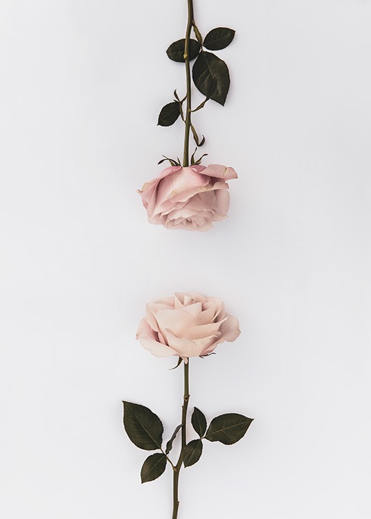 Two Roses Poster / Botanik bei Desenio AB (12164)
