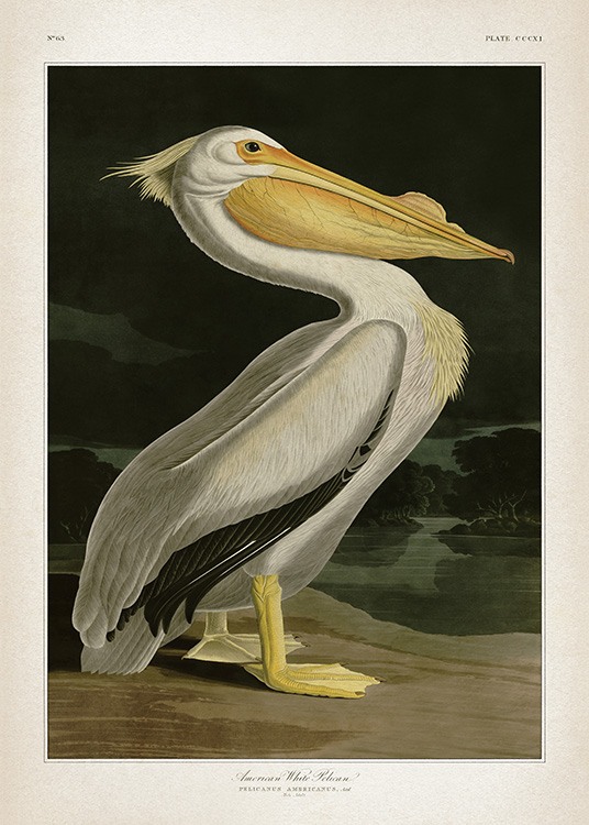 American White Pelican Poster