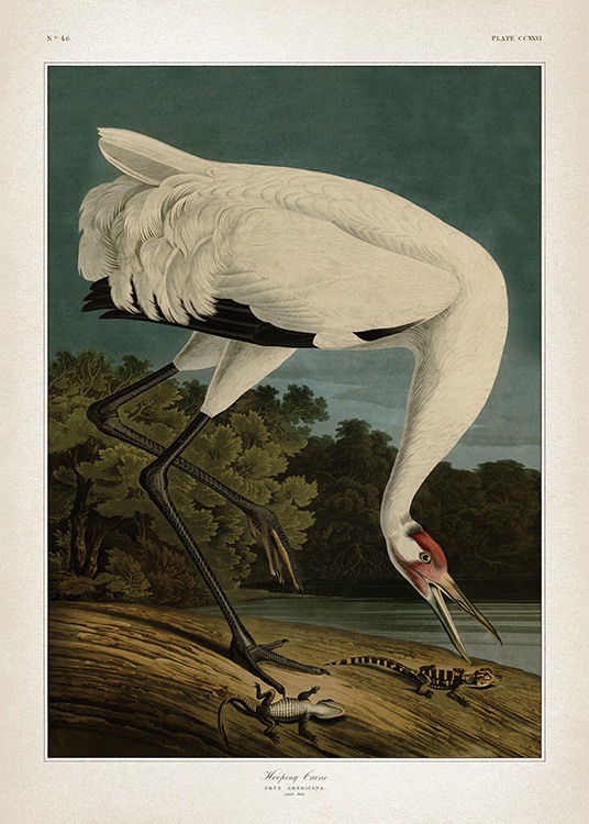 Hooping Crane Poster / Vintage bei Desenio AB (12173)
