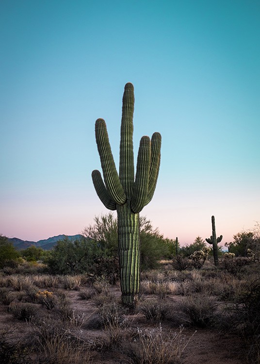 Cactus in Desert Affiche