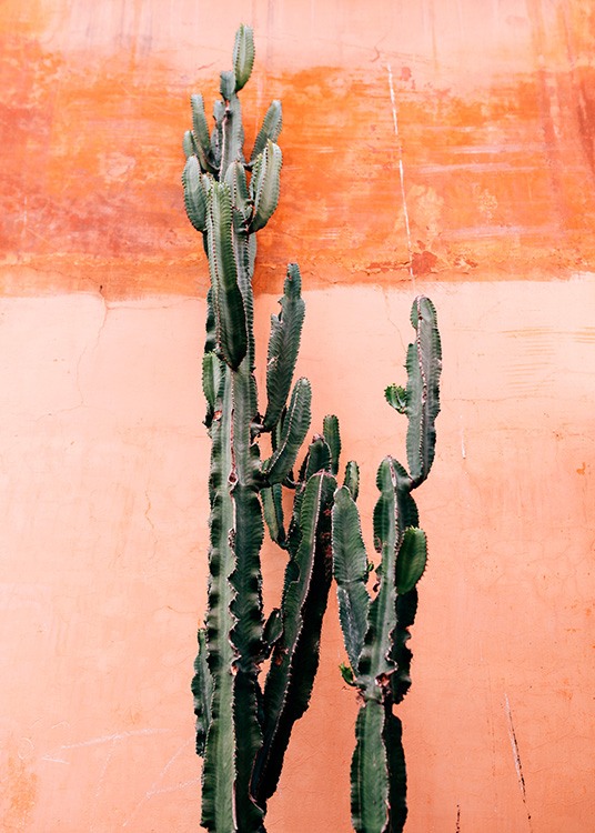 Orange Cactus Wall Affiche