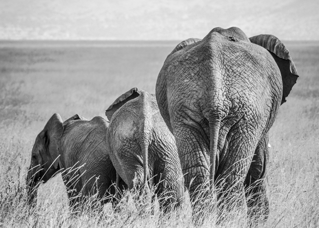 Elephant Family Poster / Bianco e nero  presso Desenio AB (12305)