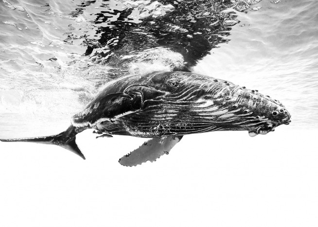 Humpback Whale B&W Affiche
