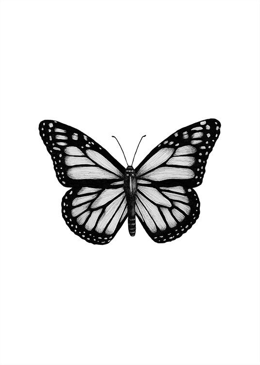 Butterfly Drawing Affiche