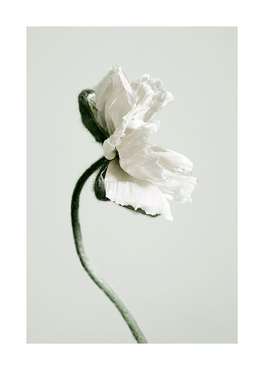 White Poppy Flower Poster / Fotografien bei Desenio AB (12318)