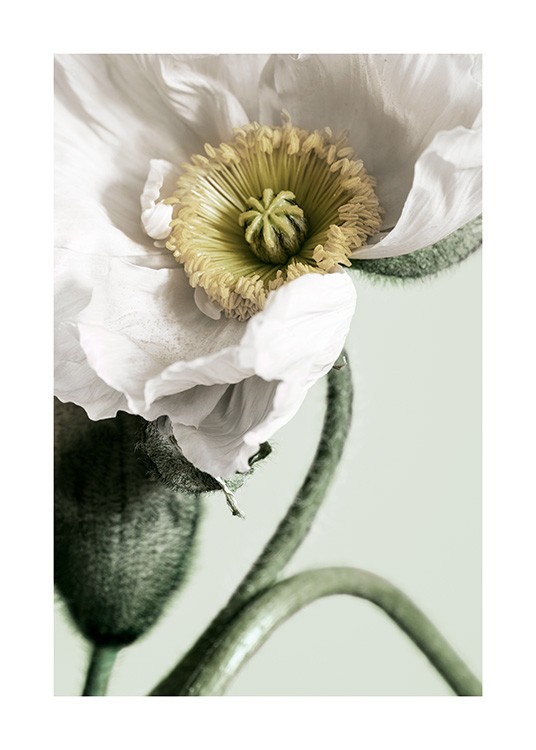 White Poppy Close Up Poster / Fotografia presso Desenio AB (12319)