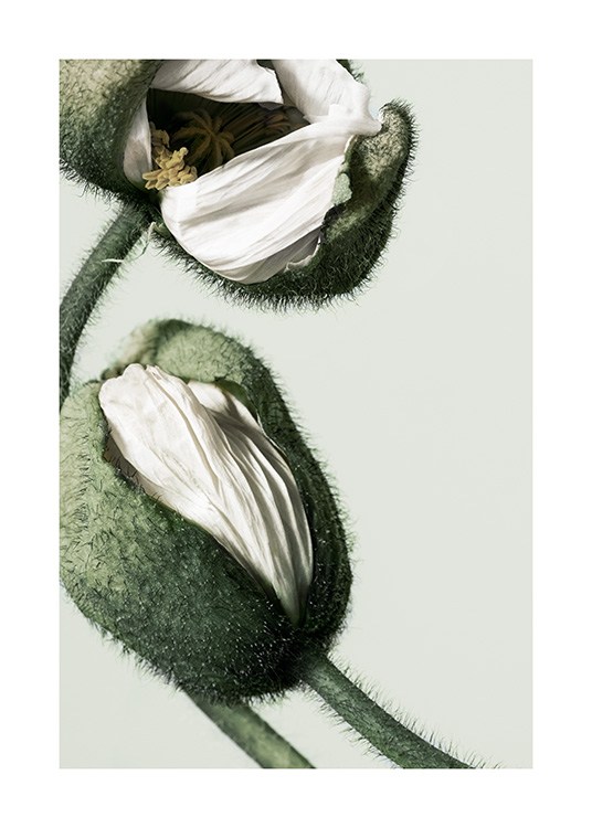 White Poppy Buds Poster / Fotografien bei Desenio AB (12320)