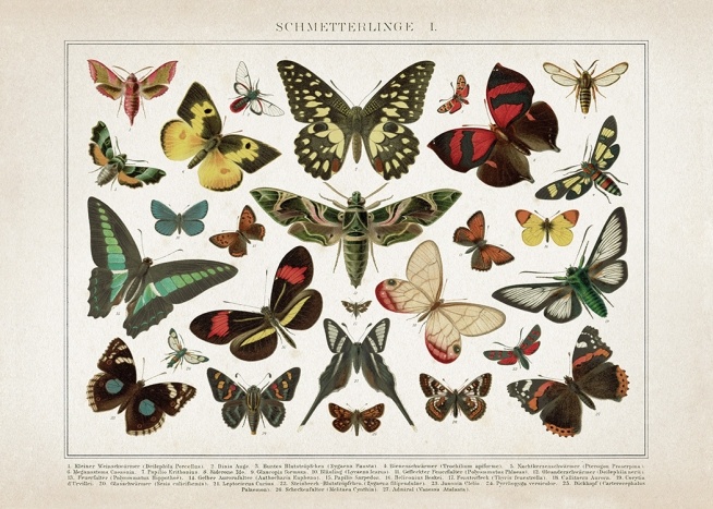 Vintage Butterflies No1 Affiche