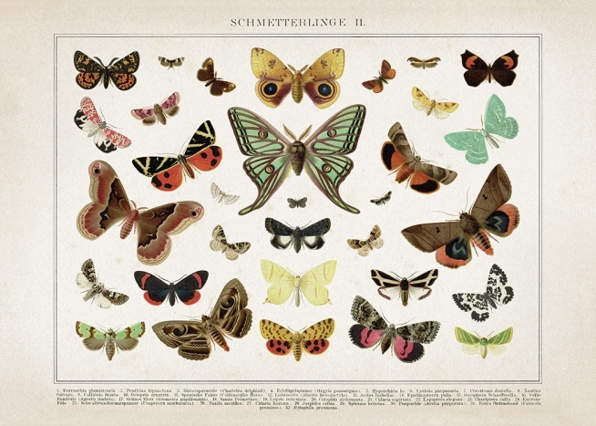 Vintage Butterflies No2 Affiche