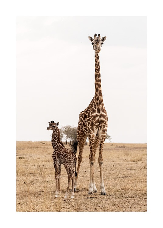 Mother and Baby Giraffe Poster