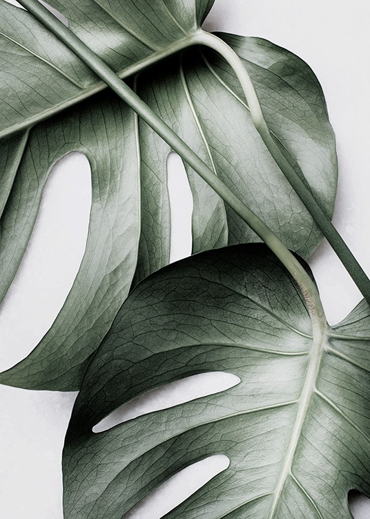 Monstera Pair Affiche