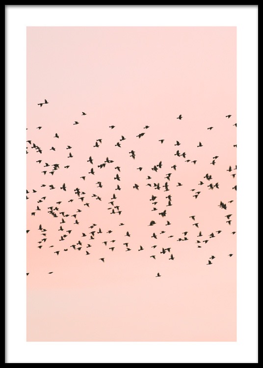 Pink Sunset Birds Poster / Natura presso Desenio AB (12601)