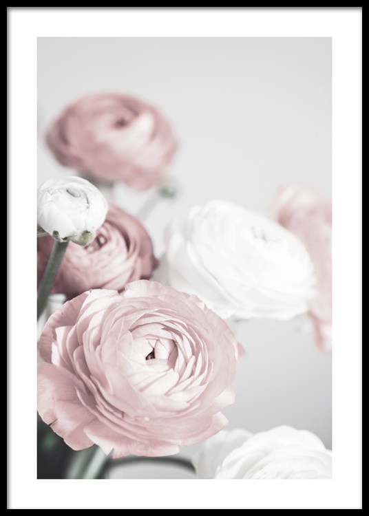 Lovely Roses Affiche