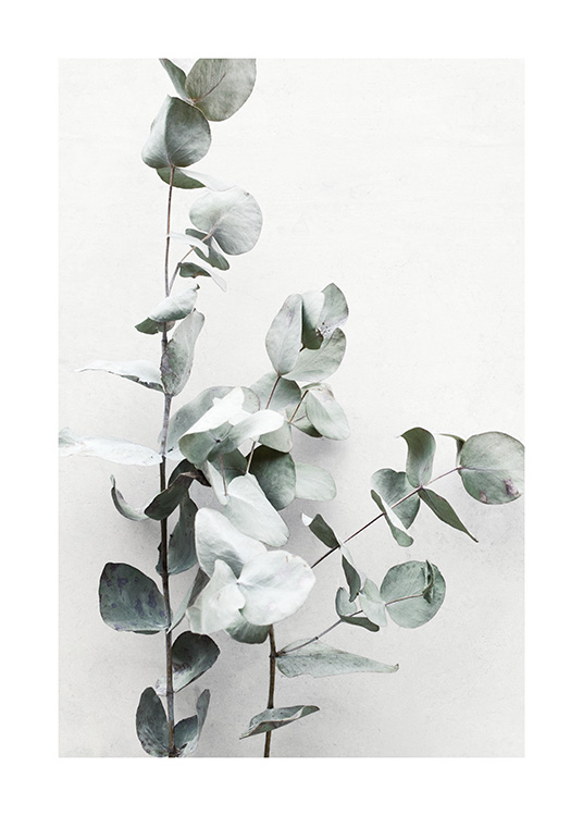 – Fotografia di ramoscelli di eucalipto su sfondo grigio chiaro effetto parete