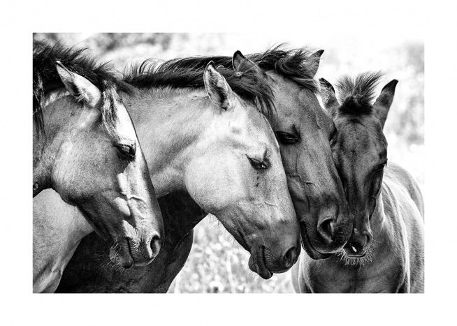 Four Horses Poster