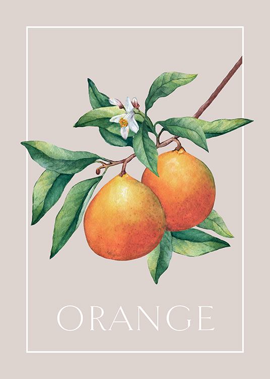 Vintage Oranges Affiche