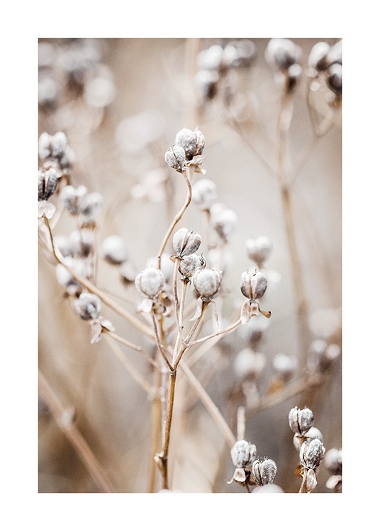  – Nahaufnahme von kleinen runden Blüten in Weiß vor einem verschwommenen Hintergrund