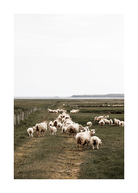 Icelandic Sheep Affiche