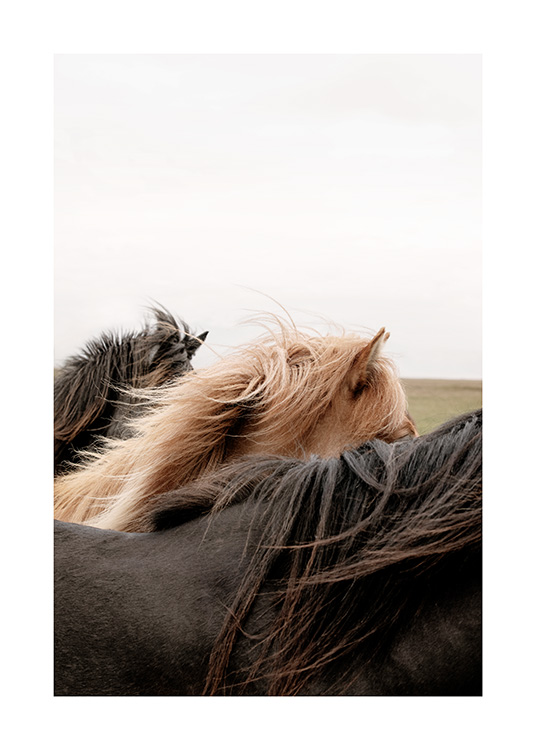 Horses of Iceland Affiche