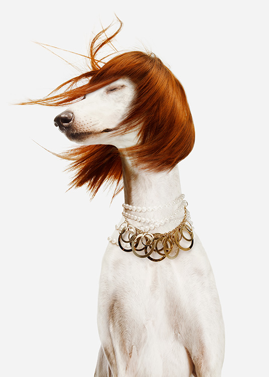 Dog in a Wig Poster