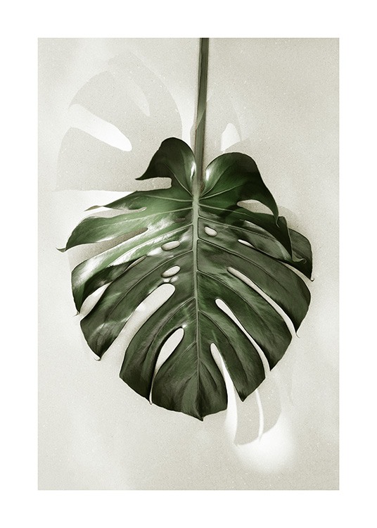 Monstera in Sunlight Affiche