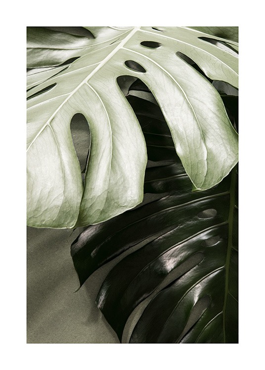 Monstera together Affiche