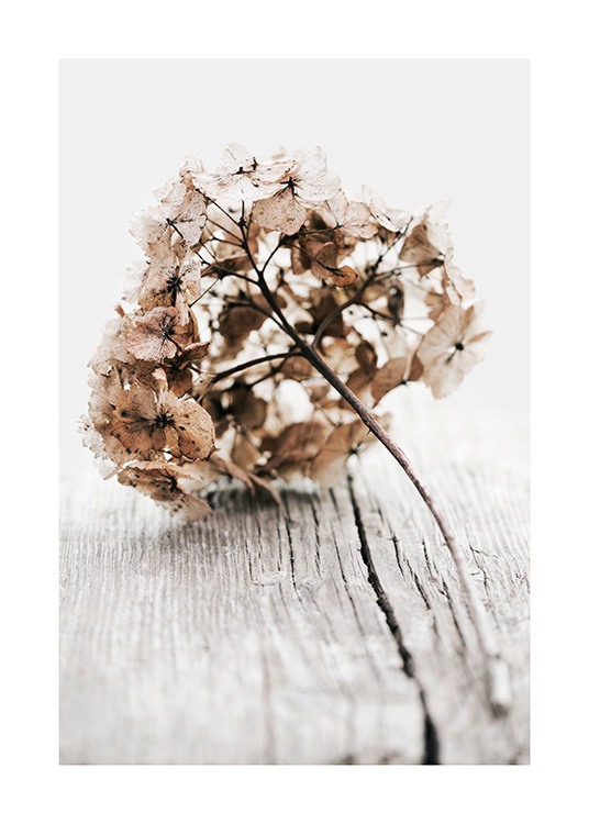 Hydrangea Twig Affiche