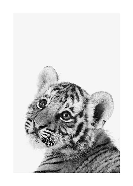 Baby Tiger Affiche