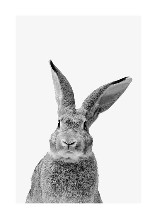 Black and White Rabbit Poster