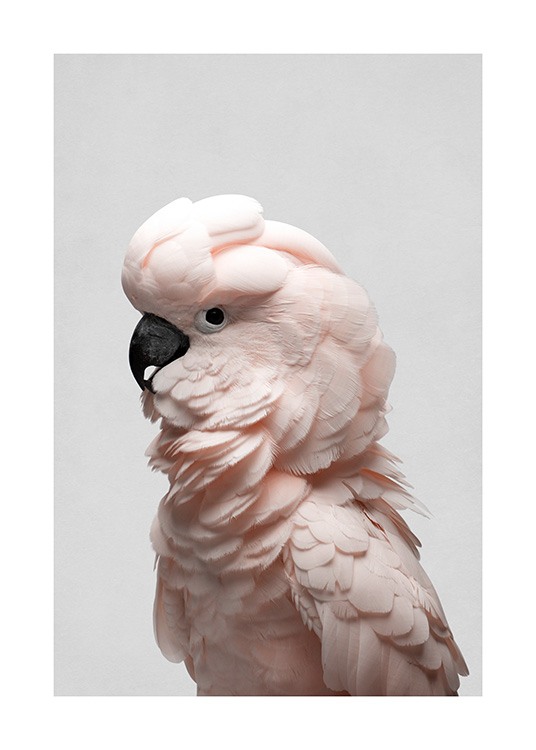 Pink Cockatoo Poster