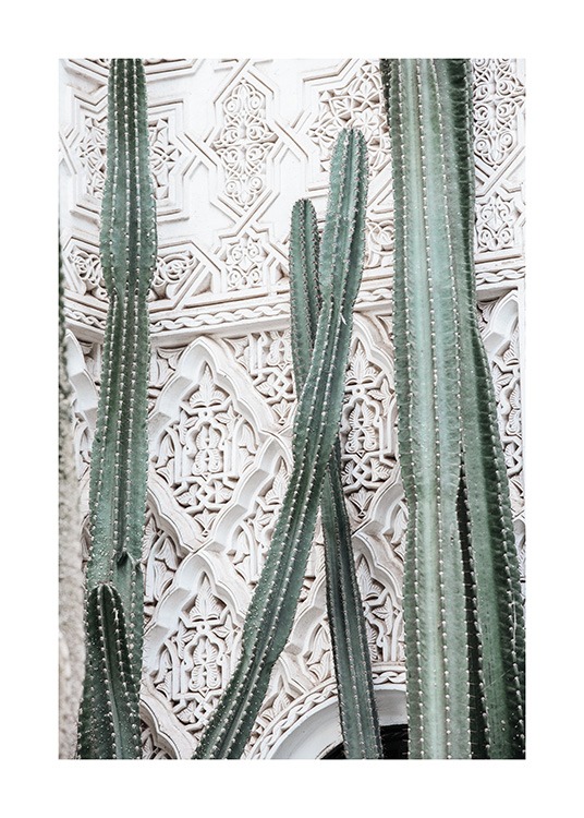 Cactus Dream Affiche