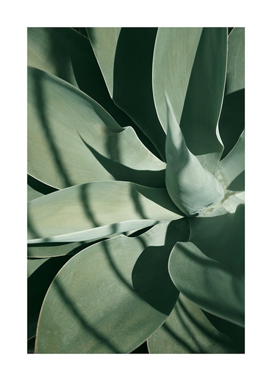 Cactus Plant Affiche