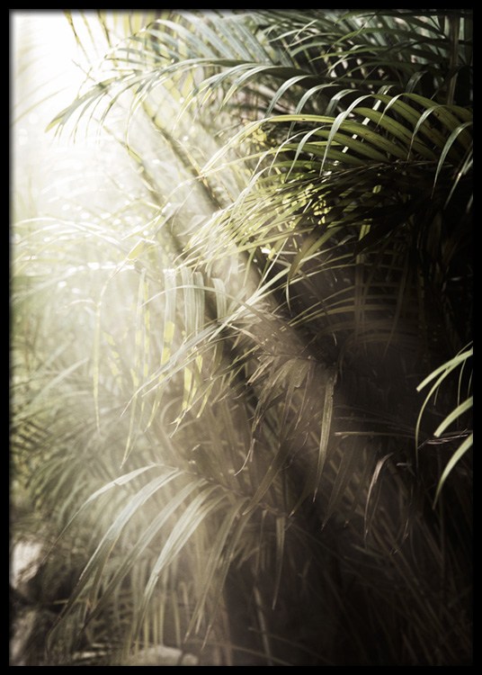  – Fotografia di foglie di palma verdi illuminate da raggi di sole
