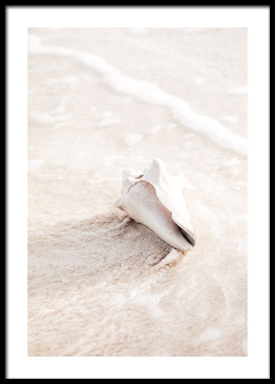  – Fotografie einer hellen, beigen Muschel, die im Strandsaum im Wasser liegt