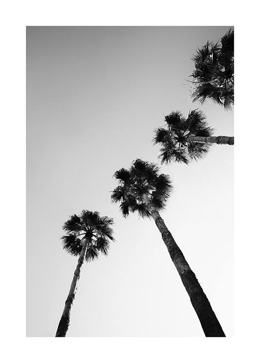 Palm Tree Line Up Affiche
