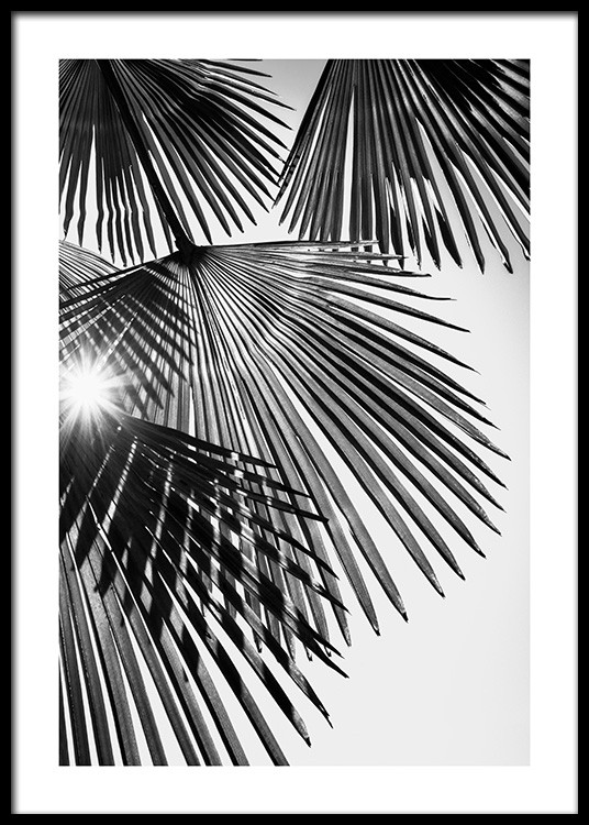  – Photographie en noir et blanc avec la lumière du soleil brillant à travers des feuilles de palmier en éventail
