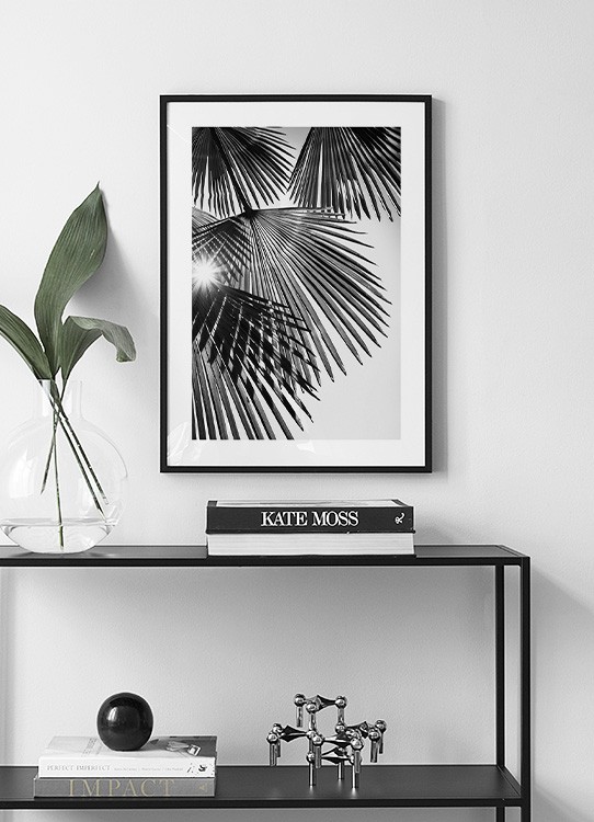  – Photographie en noir et blanc avec la lumière du soleil brillant à travers des feuilles de palmier en éventail